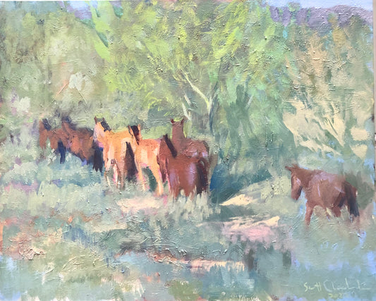 Afternoon Light on the Palo Verde Trees